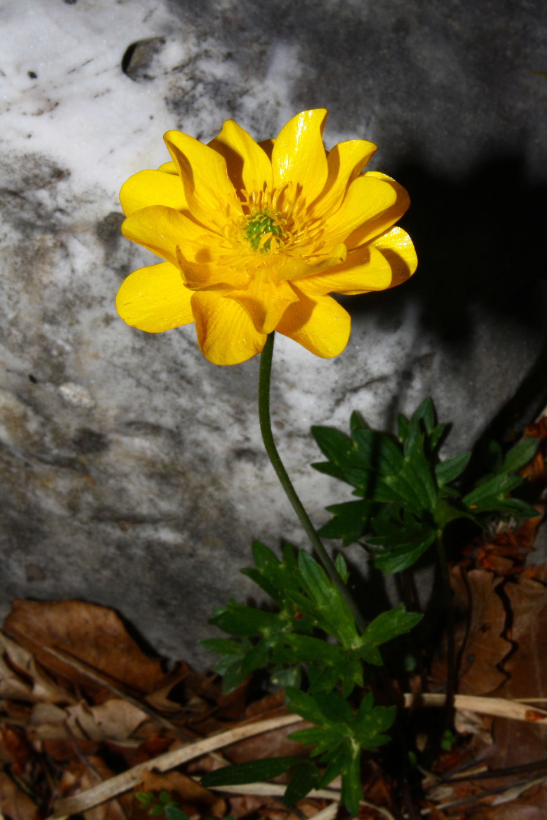 Ranunculus cfr. pollinensis